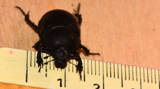 Waldmistkäfer (8).jpg